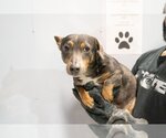Small Photo #10 Dachshund-Unknown Mix Puppy For Sale in Studio City, CA, USA