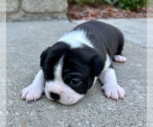 Boston Terrier Puppy for Sale in WASHBURN, Missouri USA