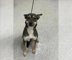 Small Australian Kelpie Mix