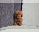 Small Photo #5 Poodle (Toy) Puppy For Sale in CHICAGO, IL, USA