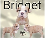 Small #10 Olde English Bulldogge