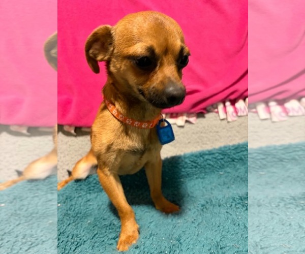 Medium Photo #4 Chihuahua Puppy For Sale in Mukwonago, WI, USA