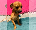 Small #3 Chihuahua