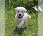 Small Photo #7 English Cream Golden Retriever Puppy For Sale in MARION CENTER, PA, USA