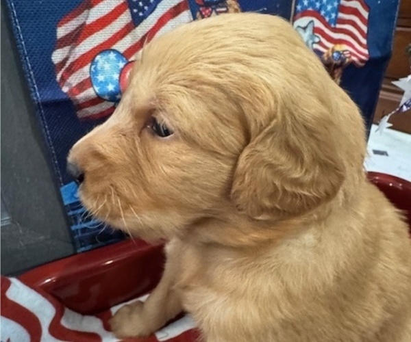 Medium Photo #13 Golden Retriever Puppy For Sale in AUMSVILLE, OR, USA