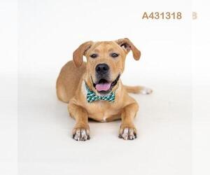 Labrador Retriever-Unknown Mix Dogs for adoption in Conroe, TX, USA