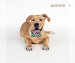 Small Labrador Retriever Mix