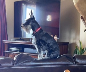 Father of the Schnauzer (Miniature) puppies born on 01/04/2026