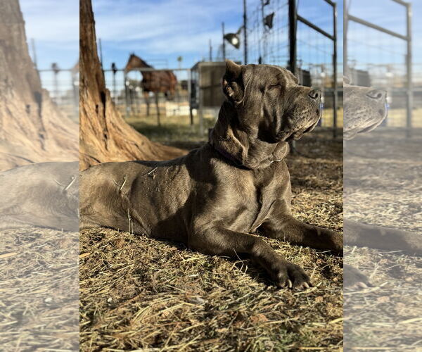 Medium Photo #9 Mutt Puppy For Sale in Goodyear, AZ, USA