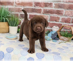 Small Labrador Retriever