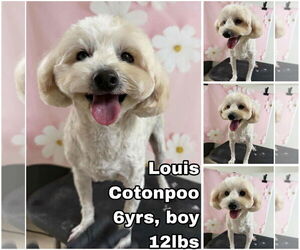 Poo-Ton (Miniature) Dogs for adoption in Seattle, WA, USA