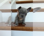 Small #3 French Bulldog