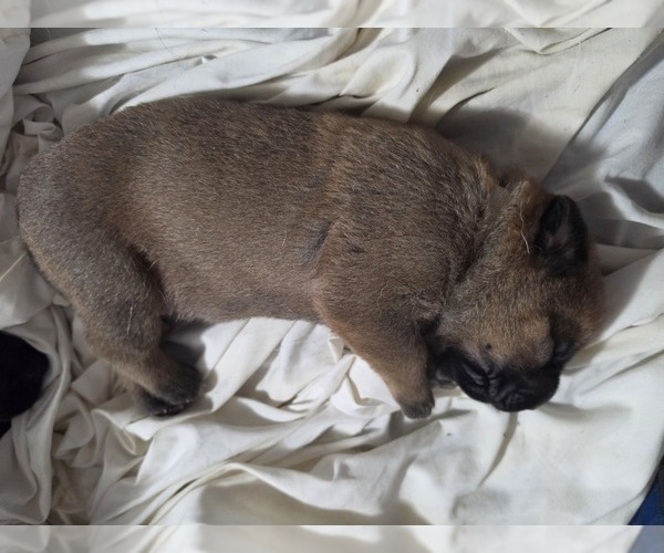 Medium Photo #1 Anatolian Shepherd-English Mastweiler Mix Puppy For Sale in IRWIN, PA, USA