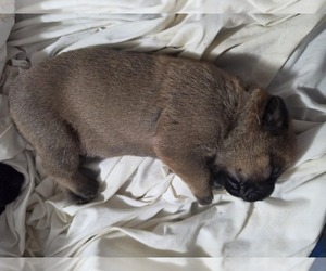 Anatolian Shepherd-English Mastweiler Mix Litter for sale in IRWIN, PA, USA