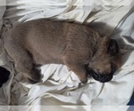 Image preview for Ad Listing. Nickname: Litter of 7