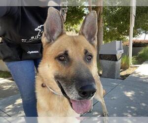 German Shepherd Dog Dogs for adoption in Martinez, CA, USA