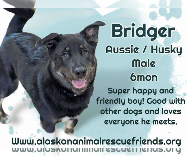 Medium Photo #1 Australian Shepherd-Huskies  Mix Puppy For Sale in Anchorage, AK, USA
