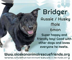 Australian Shepherd-Huskies  Mix Dogs for adoption in Anchorage, AK, USA