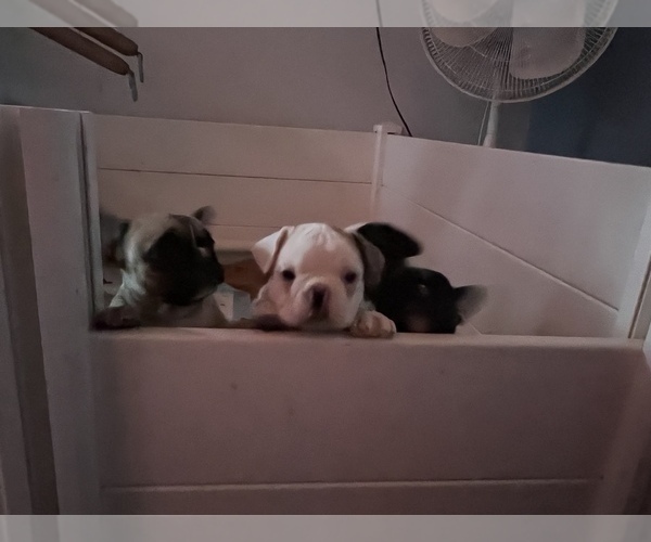Medium Photo #2 French Bulldog Puppy For Sale in LOMA LINDA, CA, USA
