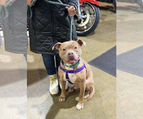 Medium Photo #2 American Staffordshire Terrier-Unknown Mix Puppy For Sale in Westwood, NJ, USA