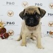 Small Photo #1 Pug Puppy For Sale in TEMPLE CITY, CA, USA
