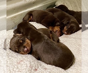 Doberman Pinscher Puppy for sale in HARTSDALE, NY, USA