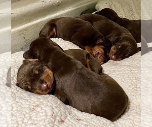 Doberman Pinscher Puppy for Sale in HARTSDALE, New York USA