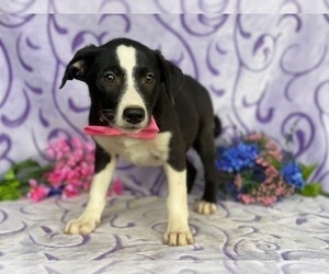 Border Collie-Unknown Mix Puppy for sale in LANCASTER, PA, USA