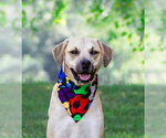Small Labrador Retriever Mix