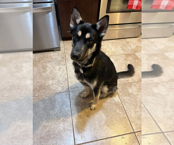 Medium Photo #1 German Shepherd Dog Puppy For Sale in Modesto, CA, USA