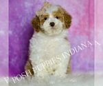 Puppy Comet Maltipoo (Miniature)