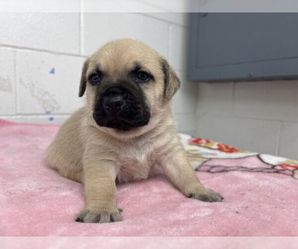 Medium Photo #2 Mutt Puppy For Sale in San Bernardino, CA, USA
