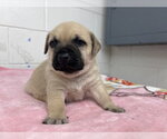 Small #1 Mutt