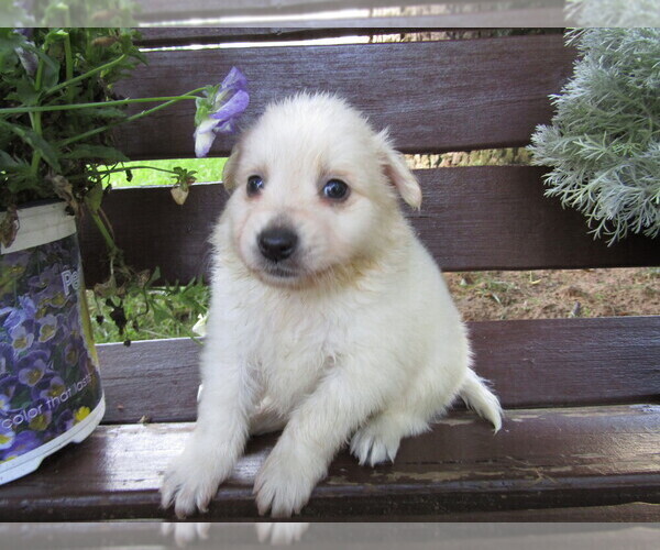 Medium Photo #6 Huskimo Puppy For Sale in KALAMAZOO, MI, USA