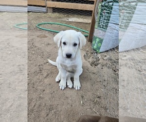 Shepradors Puppy for sale in WELLTON, AZ, USA