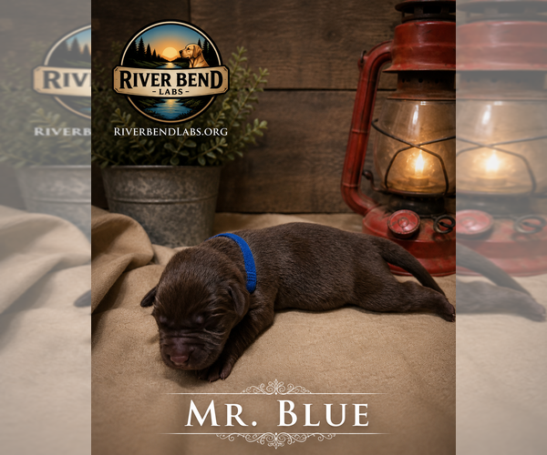 Medium Photo #2 Labrador Retriever Puppy For Sale in WHITNEY, TX, USA