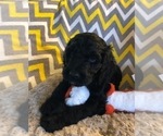 Small Photo #6 Irish Doodle Puppy For Sale in SUMNER, IA, USA