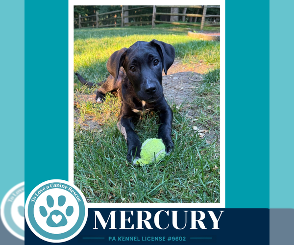 Medium Photo #1 Labrador Retriever-Unknown Mix Puppy For Sale in Kimberton, PA, USA