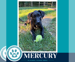 Small Labrador Retriever Mix
