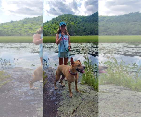 Medium Photo #3 Labrador Retriever-Unknown Mix Puppy For Sale in Rockaway, NJ, USA