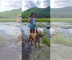 Kiya Lizman - Female Labrador Retriever-Unknown Mix Dog for Adoption - Photo #3