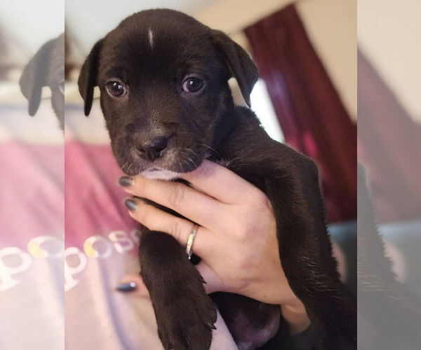 Medium Photo #2 Labrador Retriever-Unknown Mix Puppy For Sale in New London, WI, USA