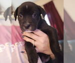 Small #1 Labrador Retriever Mix