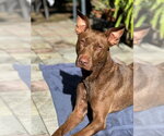 Small #1 Doberman Pinscher-Pharaoh Hound Mix