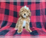 Small Cockapoo (Miniature)