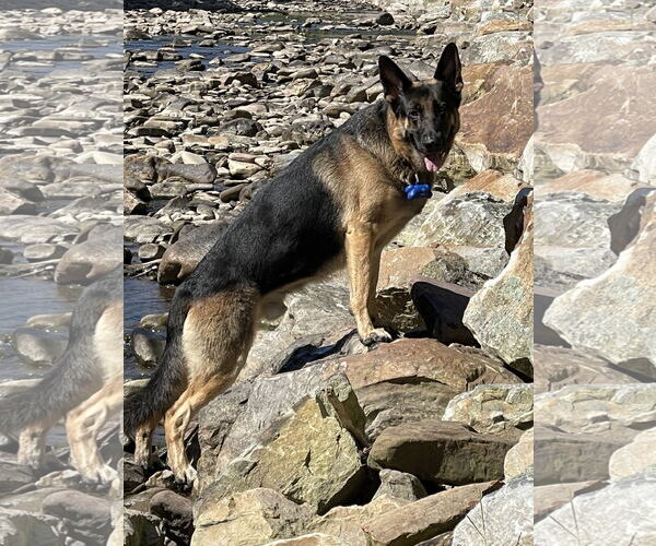 Medium Photo #1 German Shepherd Dog Puppy For Sale in Plantation, FL, USA