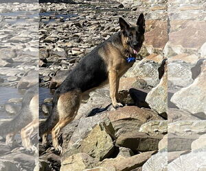 German Shepherd Dog Dogs for adoption in Plantation, FL, USA