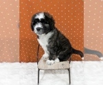Small Photo #5 Aussiedoodle Puppy For Sale in UNIONVILLE, IA, USA