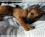 Small Photo #3 Mutt Puppy For Sale in Redmond, WA, USA