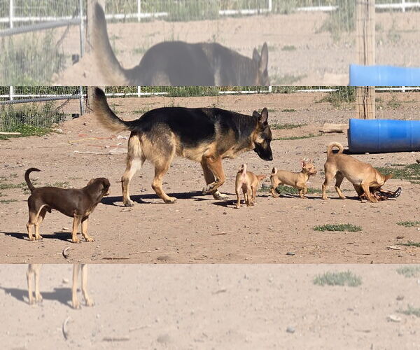 Medium Photo #4 Miniature Pinscher Puppy For Sale in Peralta, NM, USA